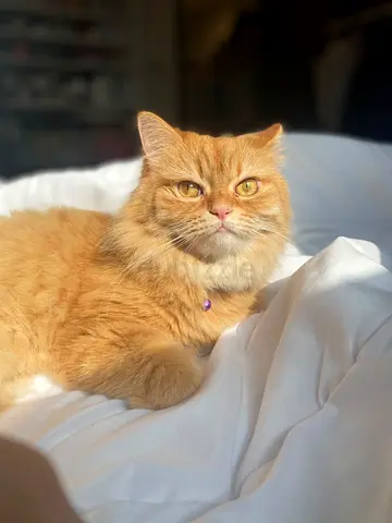 Lovely Ginger Persian cat - Free Adoption