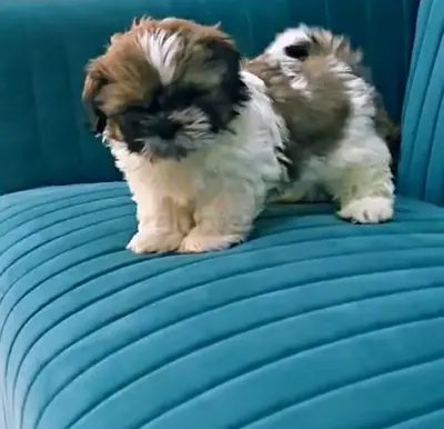 Fluffy Shih Tzu Puppy — Ready for a New Home