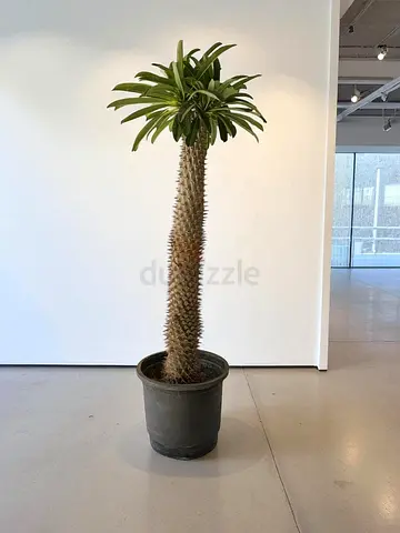 Tall potted Madagascar palm (Pachypodium) - healthy single trunk plant