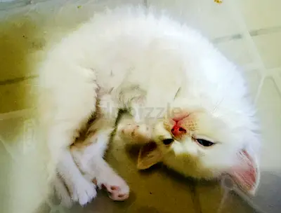 White kitten — young friendly cat available for adoption
