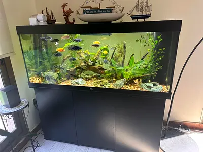 Large 450L Glass Aquarium with Stand - Fully Set Up, Healthy Fish