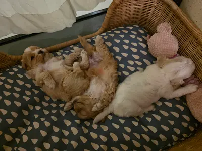 Maltipoo puppies