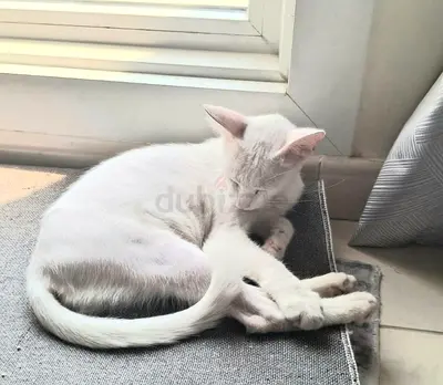 Snow-girl needs a caring forever home
