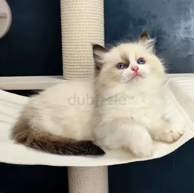Vaccinated Ragdoll kittens