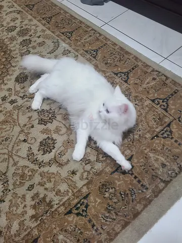 Persian Cat