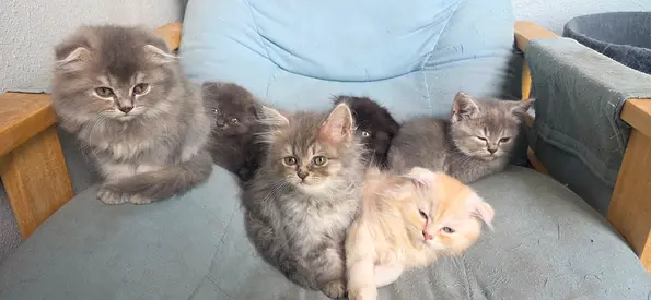 Kittens for adoption 2 months