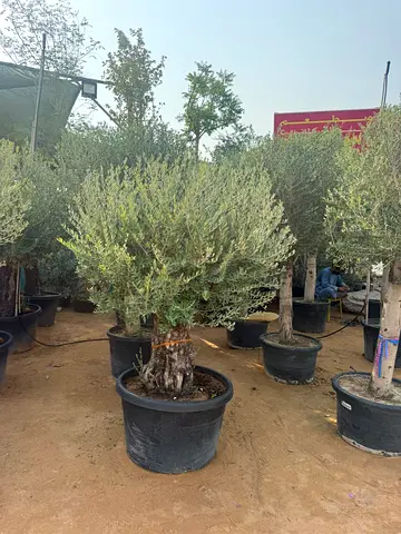 Potted Olive Tree with Thick Trunk — Mature Outdoor Plant