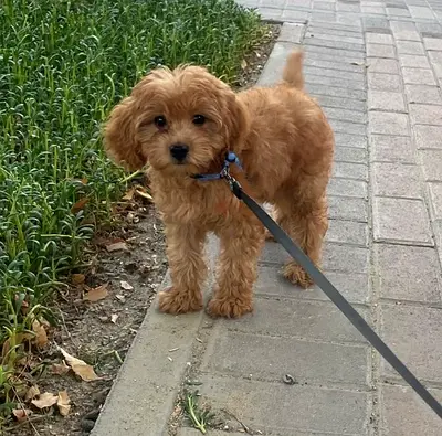 Five month old Maltipoo puppy for adoption