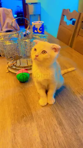 Male kitten ready for new home