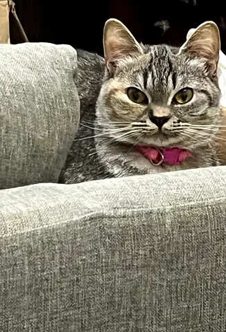 Cat Adoption (free)