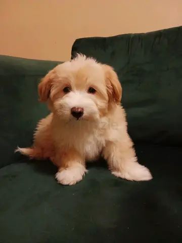 1 adorable mixed-breed puppy, friendly and playful