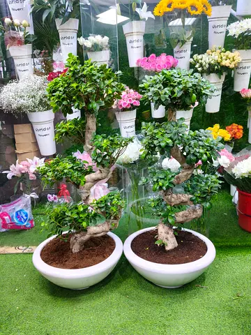 Potted Bonsai Ficus Trees