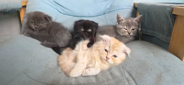 Kittens for adoption