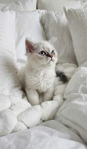 Cute Himalayan shorthair male kitten 2 month old, silver NY color