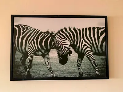 Beautiful Wildlife Safari Zebras Flex Print