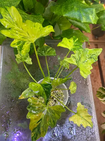 Variegated Philodendron Selloum