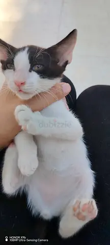 Kitten for free adoption