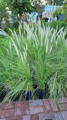 Fountain Grass Plants for Sale in Dubai – Beautiful Garden Ornamental Grass