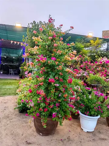 Home Plants for Sale in Dubai – Beautiful Garden Ornamental Grass