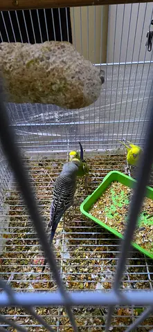 Cockatiel, Love Birds, Budgies