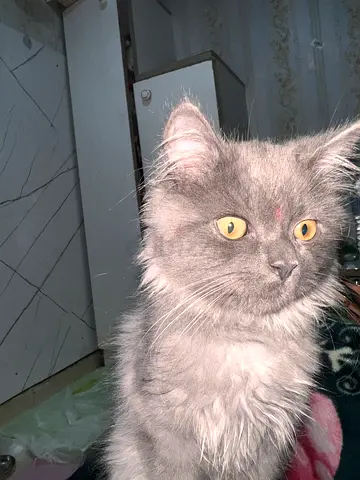 Persian grey fluffy cat