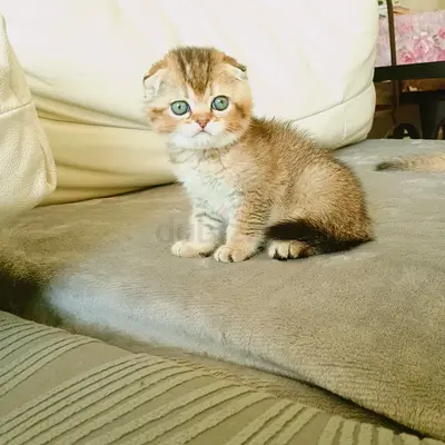 Adorable kittens ready for new