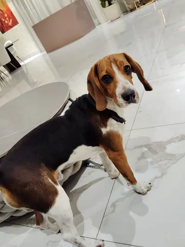 Beagle Dog