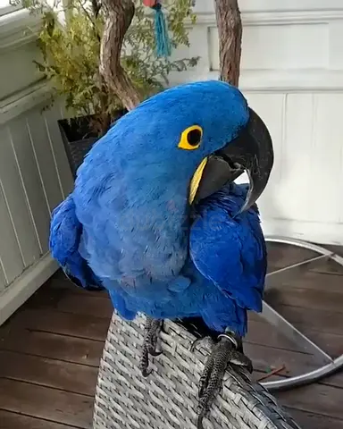 Blue Macaw Parrots