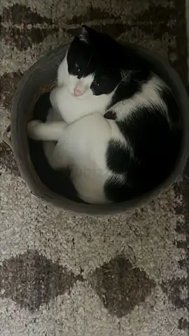 Cat for free adoption