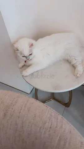 Cat for adoption