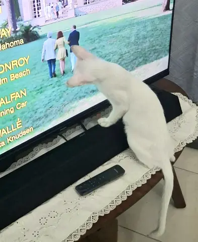 Playful Larisa needs a forever happy home