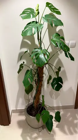 Plant