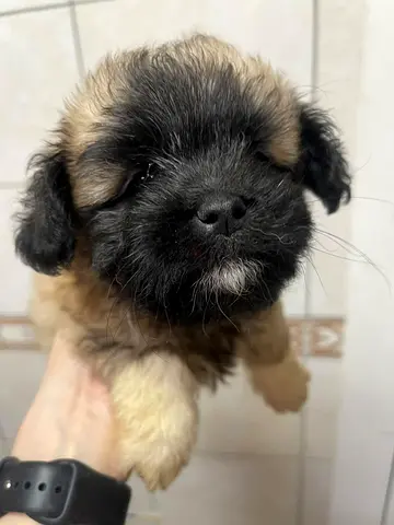 little maltese puppy - friendly and playful is looking for a new home