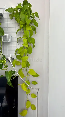 Pothos (Epipremnum) neon. Money plant.