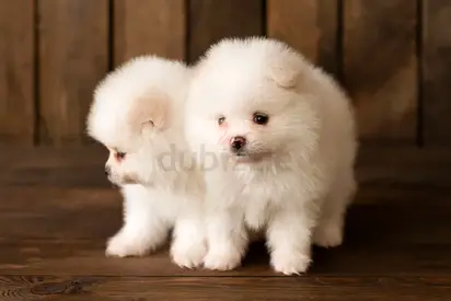 Pomeranian puppies