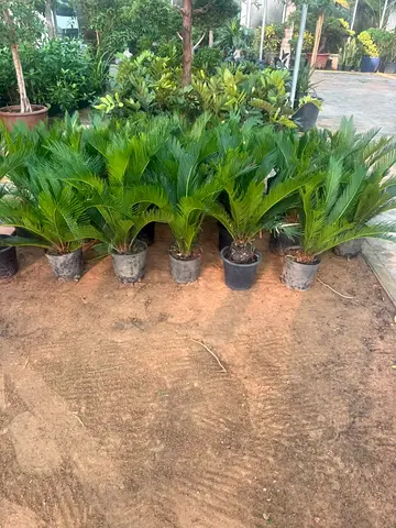 Nursery Plants for Sale – Indoor & Outdoor/ Landscaping Plants for Sale in Dubai