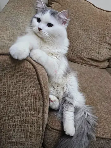 Persian Cat for Adoption / قط للتبني مجانا fujairah