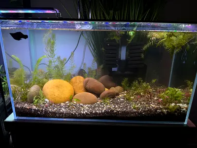 Aquarium