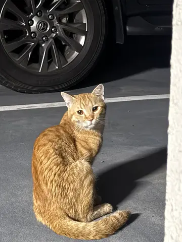 Tabby Cat 2 Year Old Male