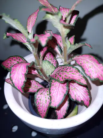 Fittonia in Pot