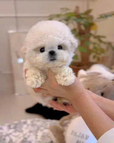 Tiny white teacup puppy — 10 weeks, very friendly