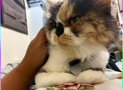 Senior Calico Persian Female Cat - Friendly, Indoor Pet