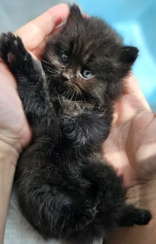Dark brown persian  kitty looking for home urgently