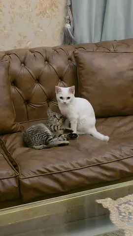 Kittens