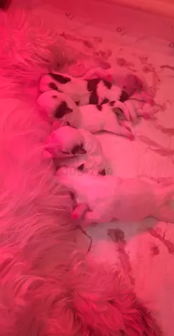 Litter of newborn puppies with mum - healthy and feeding
