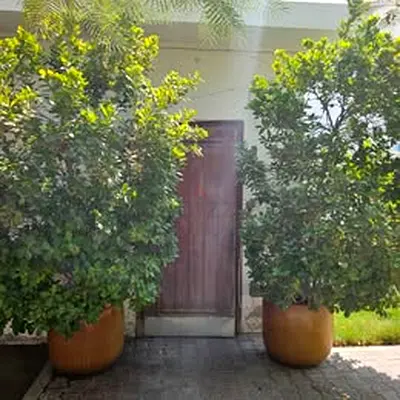 Mature Ficus Trees (3.1m Tall) in Premium Ceramic Pot