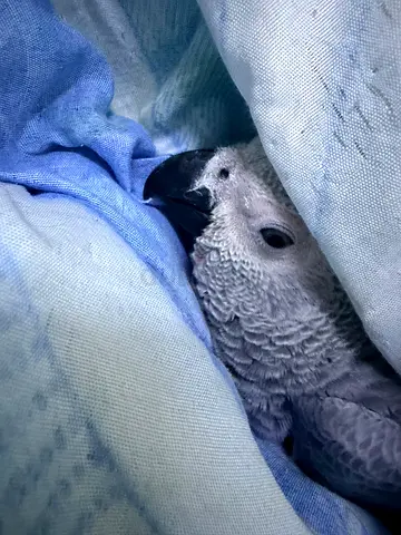 African grey parrot found in Mohammed bin zayed city