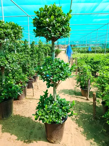 Potted Triple-Ball Shaped Topiary Plant - Ready for Garden or Patio
