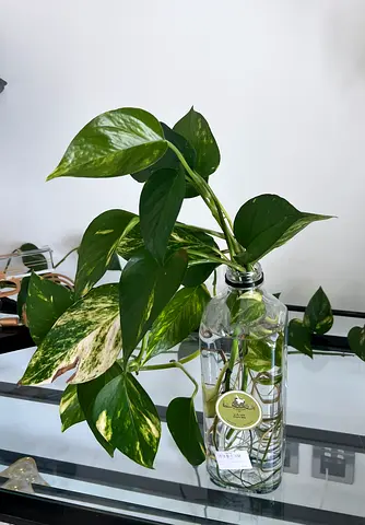 Devils ivy in plastic bottle - easy-care indoor plant