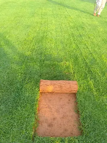 Fresh Turf Roll — Premium Lawn Sod (Easy to Lay)